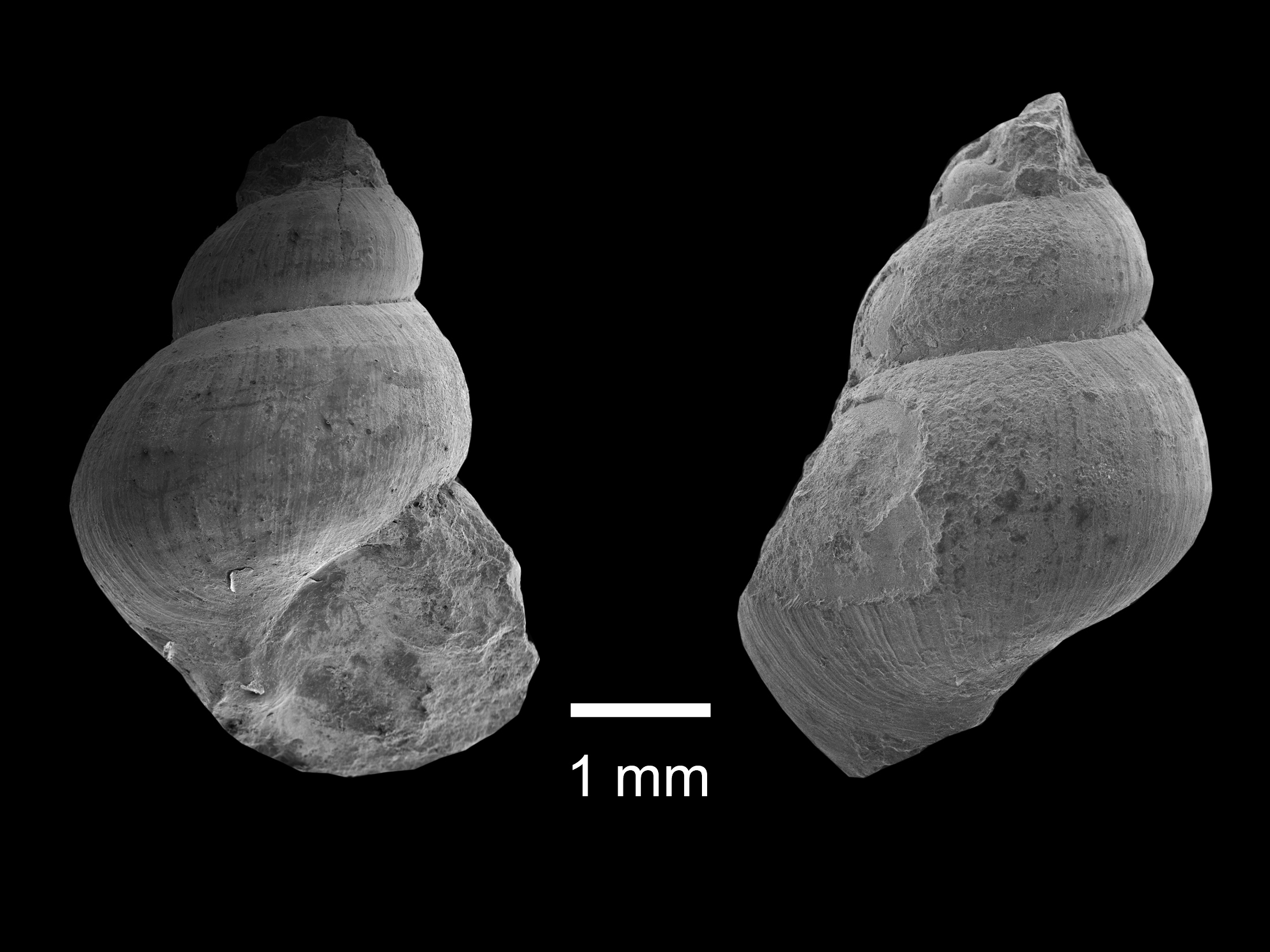 日本初”珍しい巻貝の化石2種を発見 – 金沢大学