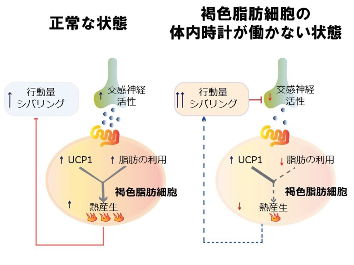 体内時計の障害が肥満をもたらすメカニズムの一端を解明 金沢大学