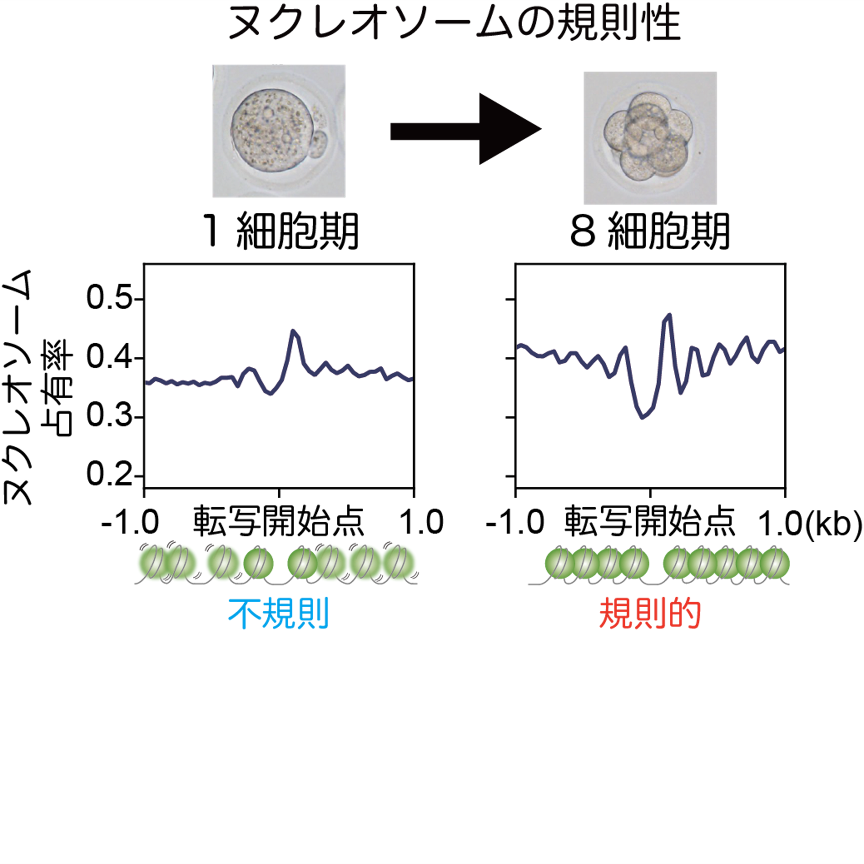 新規技術の開発により受精卵のゲノム構造を解明 – 金沢大学